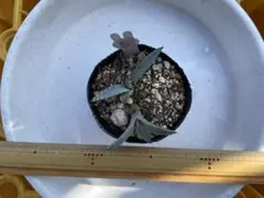 taka09092001様 リクエスト 2点 まとめ商品