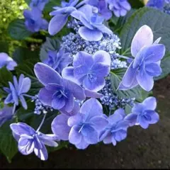 紫陽花 ドリップ 特大 来年用 - メルカリ