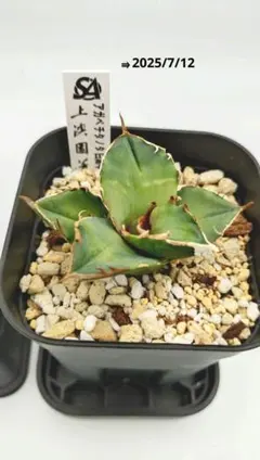 2025年最新】白犀牛 アガベの人気アイテム - メルカリ