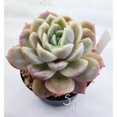 オレンジスノーボール 抜き苗 多肉植物 エケベリア - メルカリ