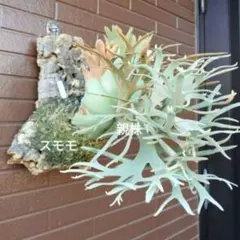 2025年最新】jade girlの人気アイテム - メルカリ