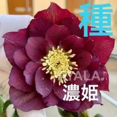 クリスマスローズ 種子 2026年採取 15粒 セミダブル - メルカリ