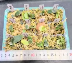 2025年最新】ビカクシダ omgの人気アイテム - メルカリ