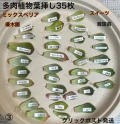 2026年最新】ミックスベリア ウエディングベルの人気アイテム - メルカリ