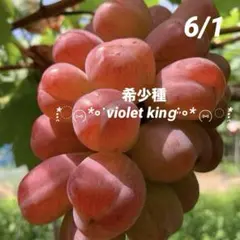 ⑦*ஐ艶々で光沢がある黒いシャインマスカット*ஐぶどう・苗木