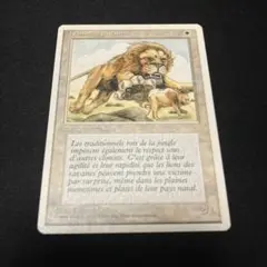 MTG 他言語「サバンナ・ライオン」フランス語版 3ED-FR？：１枚