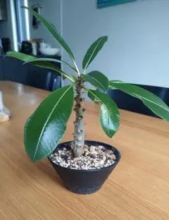 2025年最新】パキポディウム バロニーの人気アイテム - メルカリ