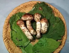 岩手県久慈市産松茸800g 松茸＊岩手県久慈市産800グラム 食品