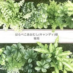 はらぺこあおむし(キャンディ)様専用 トリミングチョーカー 秋アソート