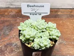 2026年最新】beehouse 多肉の人気アイテム - メルカリ