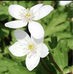 カオリン様 リクエスト 2点 まとめ商品