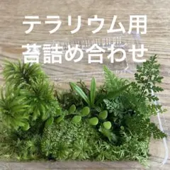 テラリウム用　苔詰め合わせ　S-3