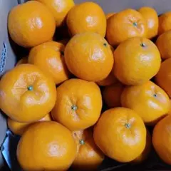 ポンカン5キロ　ゆたこ様専用