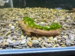 南米ウィローモス　水草付き流木　<2685>　アクアリウム　レイアウト 水草水槽と南米ウィローモスの可愛い使い方 | ペットの専門店コジマ