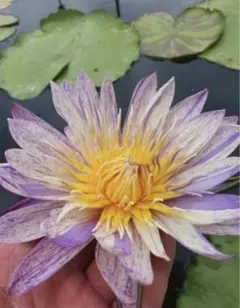 2025年最新】スワンナ 睡蓮の人気アイテム - メルカリ