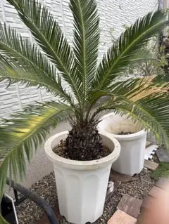 超特価！2鉢価格！メキシコケンチャヤシ　苗　苗木　観葉植物　7号鉢　複数株植え 超特価！2鉢価格！メキシコケンチャヤシ 苗 苗木 観葉植物 7号鉢 複数