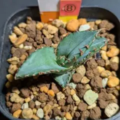 2026年最新】アガベ 鉢の人気アイテム - メルカリ