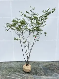 超美品 山採りアブラツツジ5/27 ① H158cm W120cm値引き不可能品