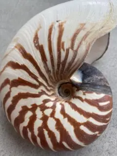 2025年最新】オオベソオウムガイの人気アイテム - メルカリ