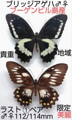 2026年最新】昆虫標本 蝶の人気アイテム - メルカリ