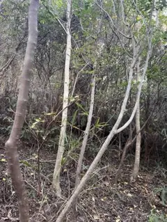 2025年最新】山採り ミツバツツジの人気アイテム - メルカリ