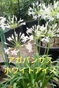2026年最新】アガパンサス苗の人気アイテム - メルカリ