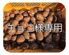 2026年最新】里芋セレベスの人気アイテム - メルカリ