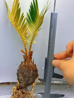 2025年最新】ソテツ の人気アイテム - メルカリ