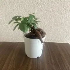 ガジュマル　観葉植物　no.E