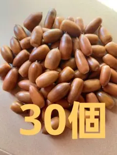 どんぐり　マテバシイ　30個