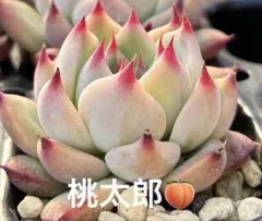 メロン錦　小苗　多肉植物 2026年最新】多肉 桃太郎 錦の人気アイテム - メルカリ