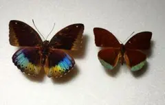 2025年最新】標本 蝶 ベトナムの人気アイテム - メルカリ