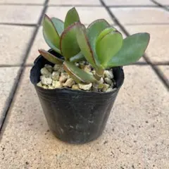 2025年最新】金のなる木の人気アイテム - メルカリ