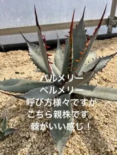 2025年最新】パルメリーの人気アイテム - メルカリ