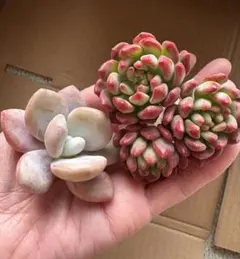 Lear^_−☆リア様 リクエスト 3点 まとめ商品