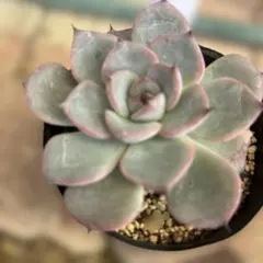 ブルーベリームーン 抜き苗 多肉植物 ミックスベリア おらいさん苗
