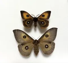 キルギスタンのヤママユの仲間 Neoris schencki標本 蛾 昆虫 - メルカリ