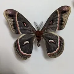 セクロピアサン 蝶類標本 蛾標本 未展翅品 - メルカリ