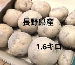 無農薬　掘りたてジャガイモ　1.6キロのサムネイル