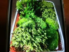 天然苔おまかせ5〜7種詰合せのサムネイル