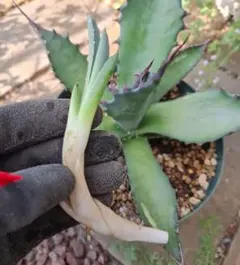 アガベ　アトロビレンス　黒夜叉　ミラビリス　13号鉢つき　大株❗ アガベ アトロビレンス ミラビリス 地植え 仔株