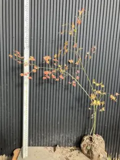 2025年最新】コハウチワカエデの人気アイテム - メルカリ