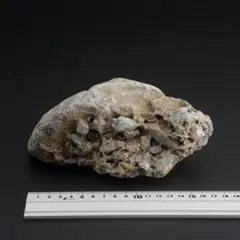 さざれ石（石灰質角礫岩 W25.5cm/D17.6cm/H14.4cm）072 さざれ石（石灰質角礫岩 W12.5cm/D11.5cm/H7.5cm）sz049 - メルカリ