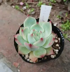 多肉植物 スティルハート 抜き苗 - メルカリ