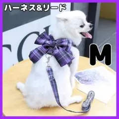 Item thumbnail for item 0051365e-f6b3-45ab-a7ae-e3ca19e392a1