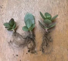 金のなる木　ピンクの花　観葉植物　多肉植物bのサムネイル