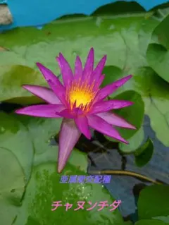 HT亜属間交配睡蓮 ダイヤモンド・クラウン Kazuのメダカ睡蓮ビオトープ】ダイヤモンド・クラウン 1株 亜族