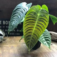 2025年最新】アンスリウム ベイチーの人気アイテム - メルカリ