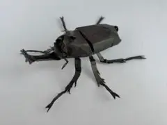 カブトムシ 実物以上の大ボリューム！【紙スプーン工作】