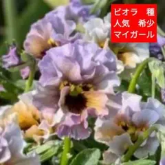 まるまま様 リクエスト 2点 まとめ商品